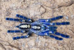 洋楽 Tarantula il_1080xN.7687074005_tdh0.jpg